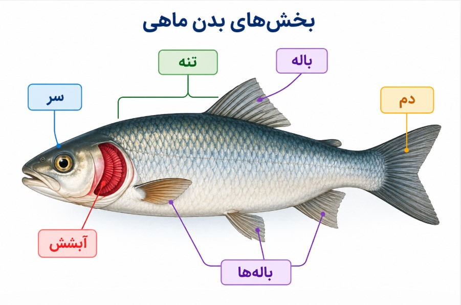 بخش های بدن ماهی