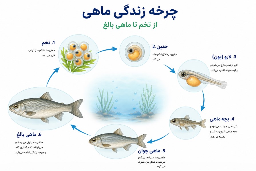 چرخه زندگی ماهی